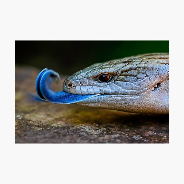 Blue-tongued Lizard (Tiliqua scincoides scincoides) Photographic Print