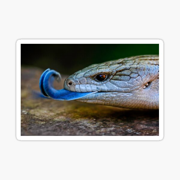 Blue-tongued Lizard (Tiliqua scincoides scincoides) Sticker