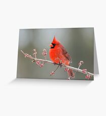 Cardinal on Swamp Maple Branch Greeting Card