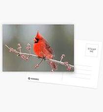 Cardinal on Swamp Maple Branch Postcards
