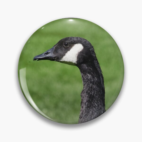 Item preview, Canada goose on green grass designed and sold by Jouko Lehto Photography.