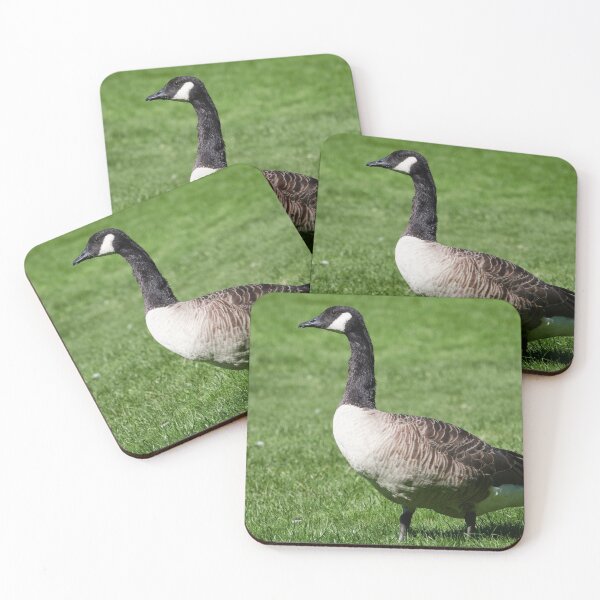 Item preview, Canada goose on green grass designed and sold by Jouko Lehto Photography.