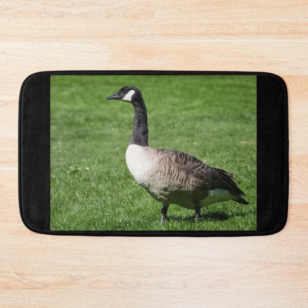 Item preview, Canada goose on green grass designed and sold by Jouko Lehto Photography.