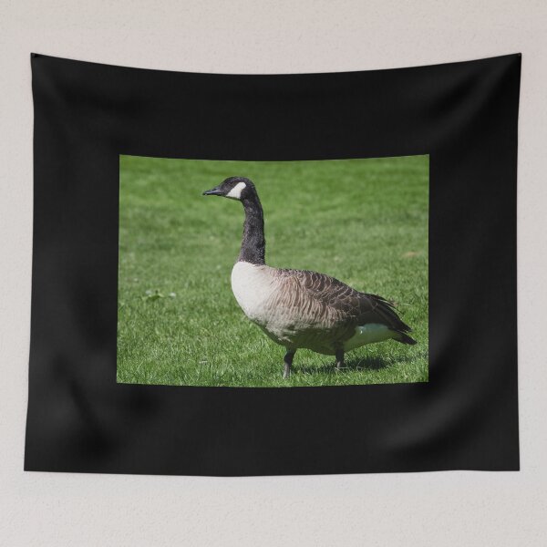 Item preview, Canada goose on green grass designed and sold by Jouko Lehto Photography.