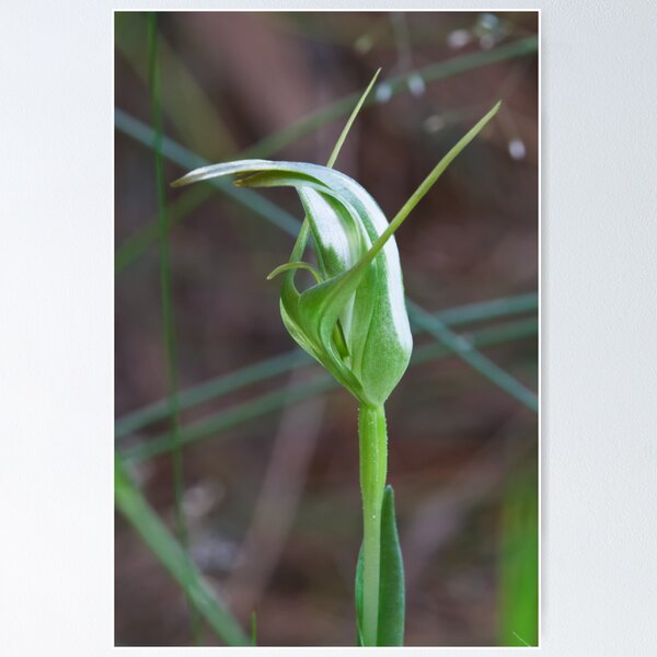 Item preview, Small Sickle Greenhood - Pterostylis lustra designed and sold by Paul Piko.