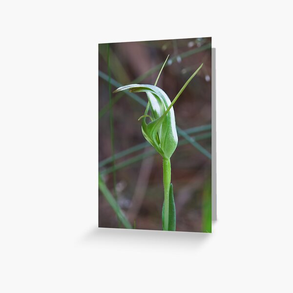 Item preview, Small Sickle Greenhood - Pterostylis lustra designed and sold by Paul Piko.