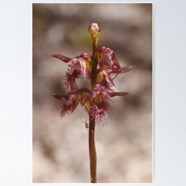 Item preview, Bearded Midge Orchid - Corunastylis morrisii designed and sold by Paul Piko.