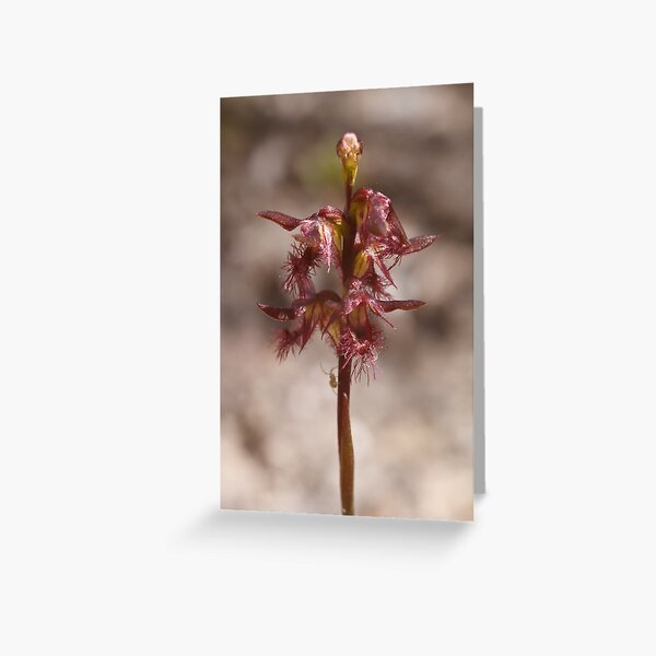 Item preview, Bearded Midge Orchid - Corunastylis morrisii designed and sold by Paul Piko.