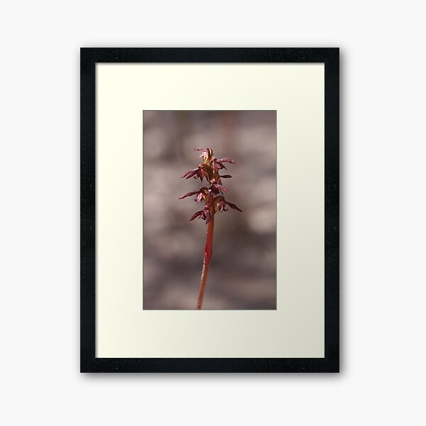 Item preview, Elfin Midge Orchid - Corunastylis archeri designed and sold by Paul Piko.