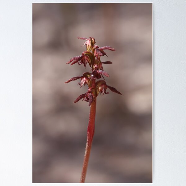 Item preview, Elfin Midge Orchid - Corunastylis archeri designed and sold by Paul Piko.