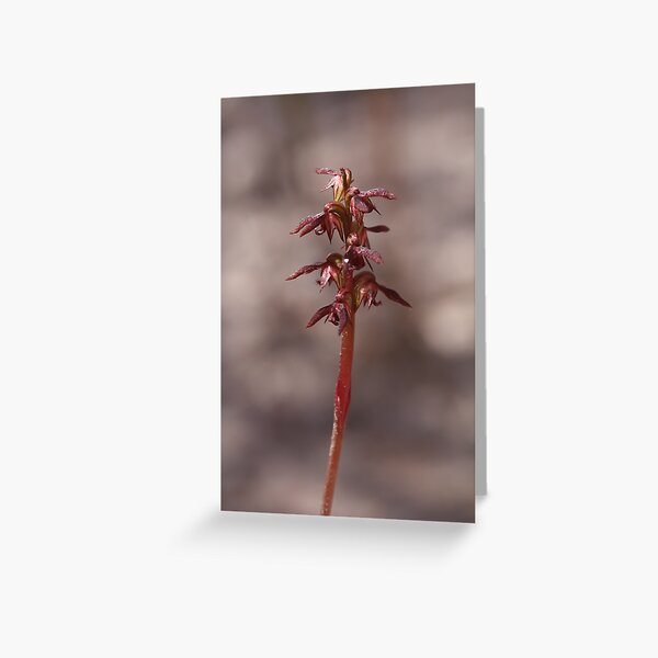 Item preview, Elfin Midge Orchid - Corunastylis archeri designed and sold by Paul Piko.