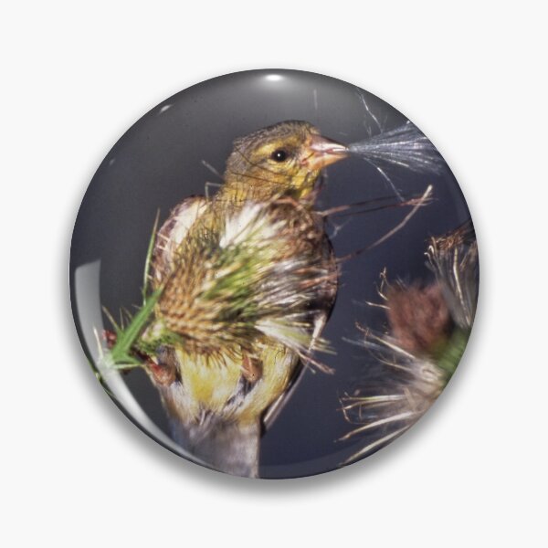 Artikelvorschau, Goldfinch und Distel entworfen und verkauft von J Rier Photography.