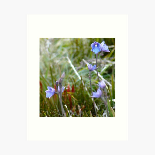 Item preview, Wildflowers designed and sold by Harry Oldmeadow.