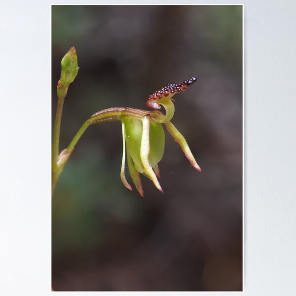 Item preview, Small Duck Orchid - Paracaleana minor designed and sold by Paul Piko.