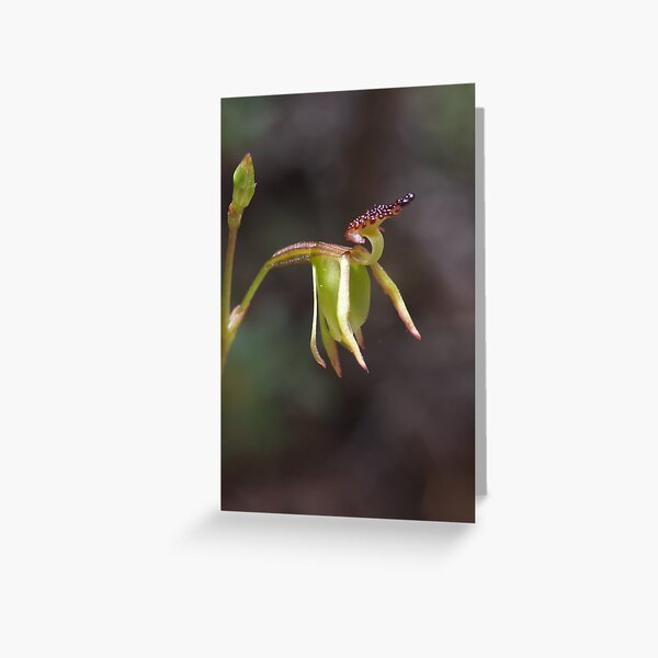 Item preview, Small Duck Orchid - Paracaleana minor designed and sold by Paul Piko.