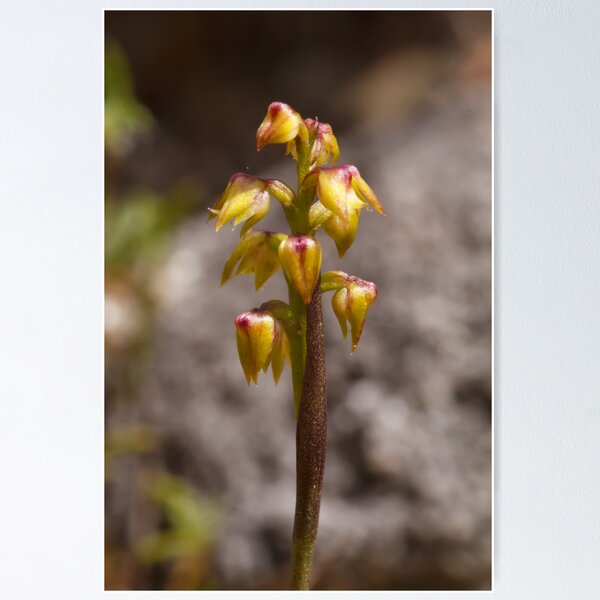 Item preview, Green Midge Orchid - Corunastylis pumila designed and sold by Paul Piko.
