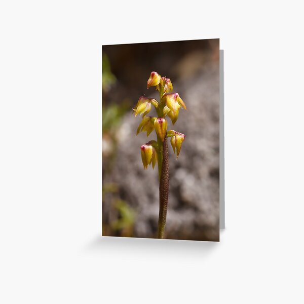 Item preview, Green Midge Orchid - Corunastylis pumila designed and sold by Paul Piko.