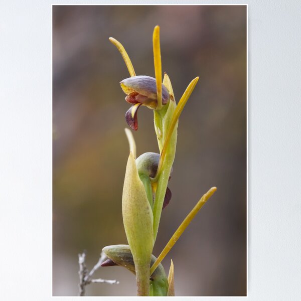 Item preview, Otways Horned Orchid - Orthoceras sp aff strictum designed and sold by Paul Piko.