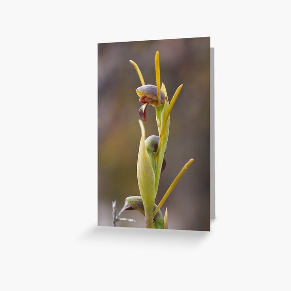 Item preview, Otways Horned Orchid - Orthoceras sp aff strictum designed and sold by Paul Piko.