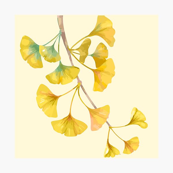 arbre de ginkgo jaune doré Impression photo