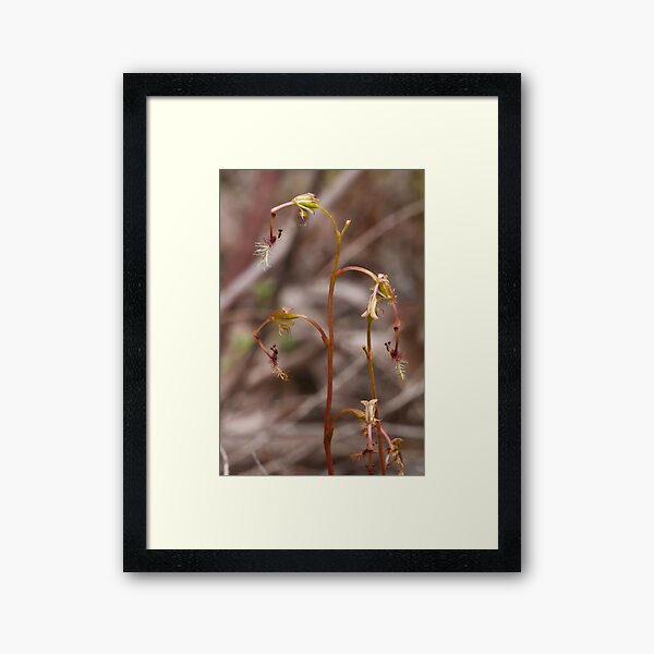Item preview, Elbow Orchid - Thynninorchis huntianus designed and sold by Paul Piko.