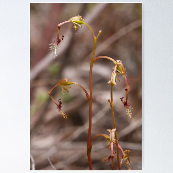 Item preview, Elbow Orchid - Thynninorchis huntianus designed and sold by Paul Piko.