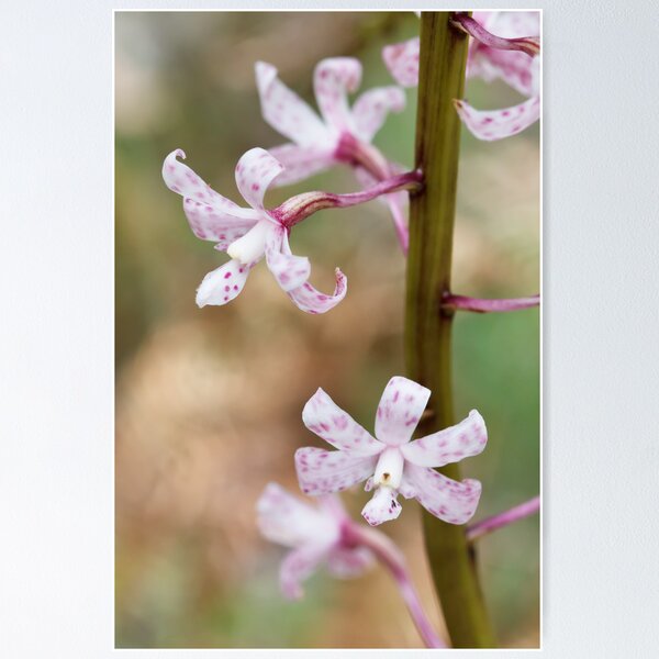 Item preview, Spotted Hyacinth Orchid - Dipodium pardalinum designed and sold by Paul Piko.