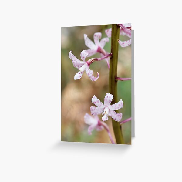 Item preview, Spotted Hyacinth Orchid - Dipodium pardalinum designed and sold by Paul Piko.