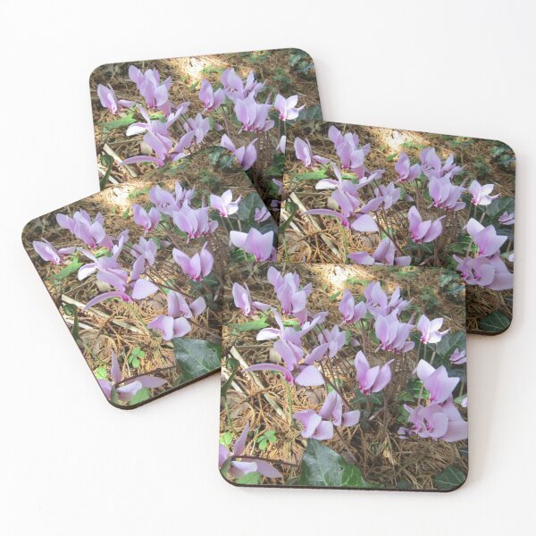 Item preview, Pink cyclamen growing wild (Cyclamen persicum). designed and sold by joshuarainbird.