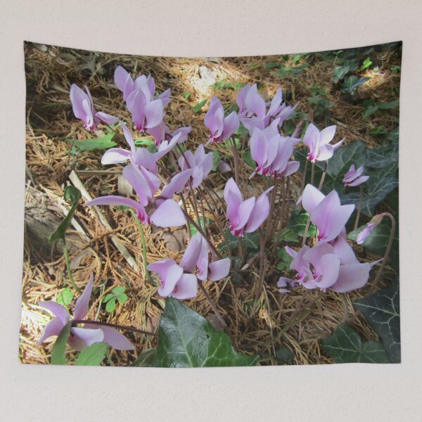 Item preview, Pink cyclamen growing wild (Cyclamen persicum). designed and sold by joshuarainbird.