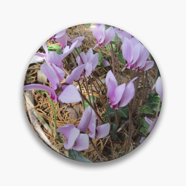 Item preview, Pink cyclamen growing wild (Cyclamen persicum). designed and sold by joshuarainbird.