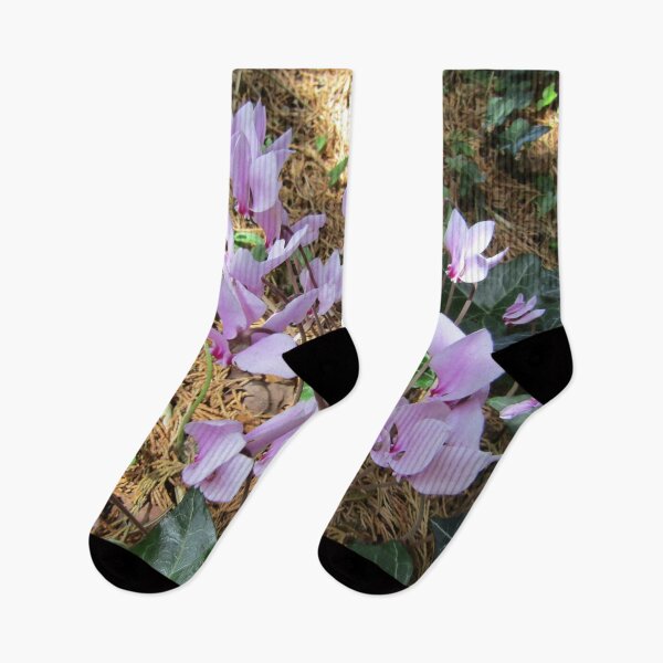 Item preview, Pink cyclamen growing wild (Cyclamen persicum). designed and sold by joshuarainbird.