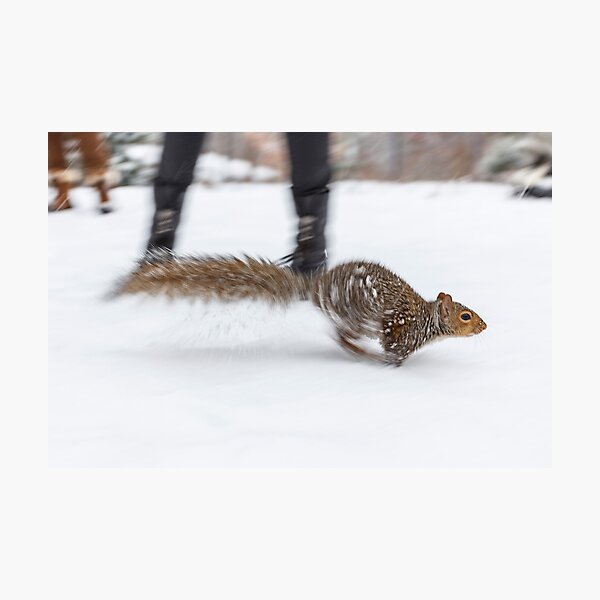 Central Park Squirel Photographic Print