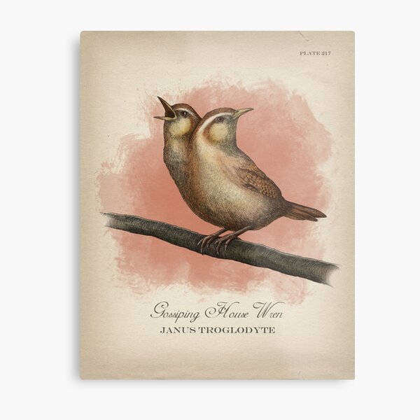 Gossiping House Wren Metal Print