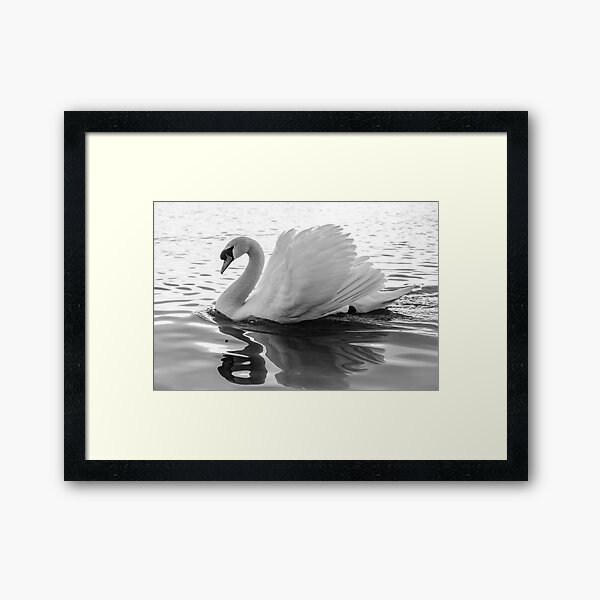 I am a Swan Framed Art Print