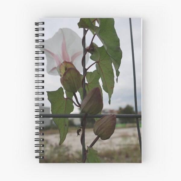 Item preview, Urban bindweed designed and sold by Anne Nolan.