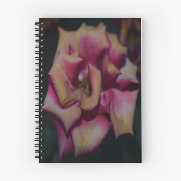 Item preview, The dried rose designed and sold by ONPIRTMARIA.