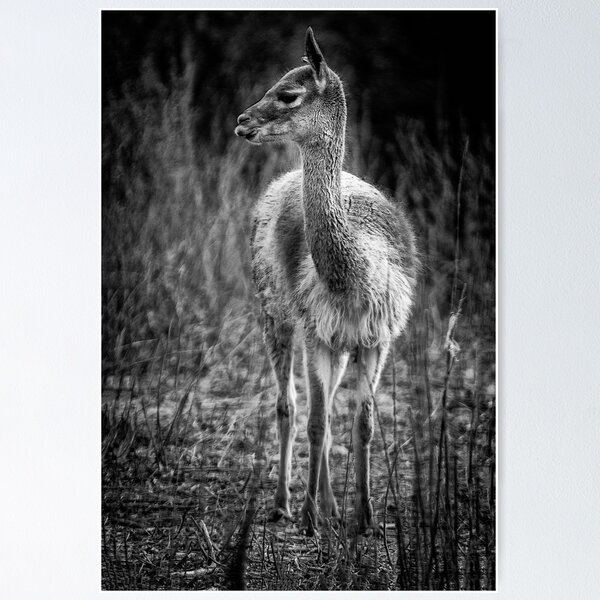 Item preview, Guananco - monochrome designed and sold by photograham.