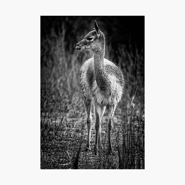 Item preview, Guananco - monochrome designed and sold by photograham.