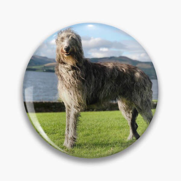 Item preview, Stunning Scottish Deerhound in Scotland designed and sold by DeerhoundRhodry.