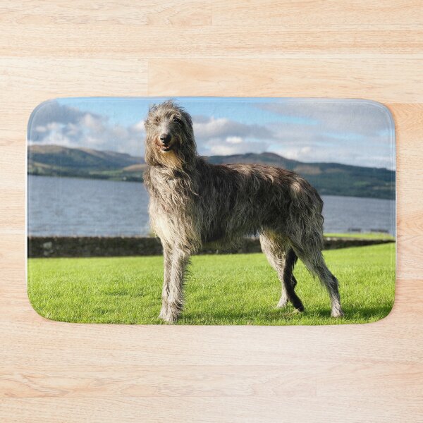 Item preview, Stunning Scottish Deerhound in Scotland designed and sold by DeerhoundRhodry.