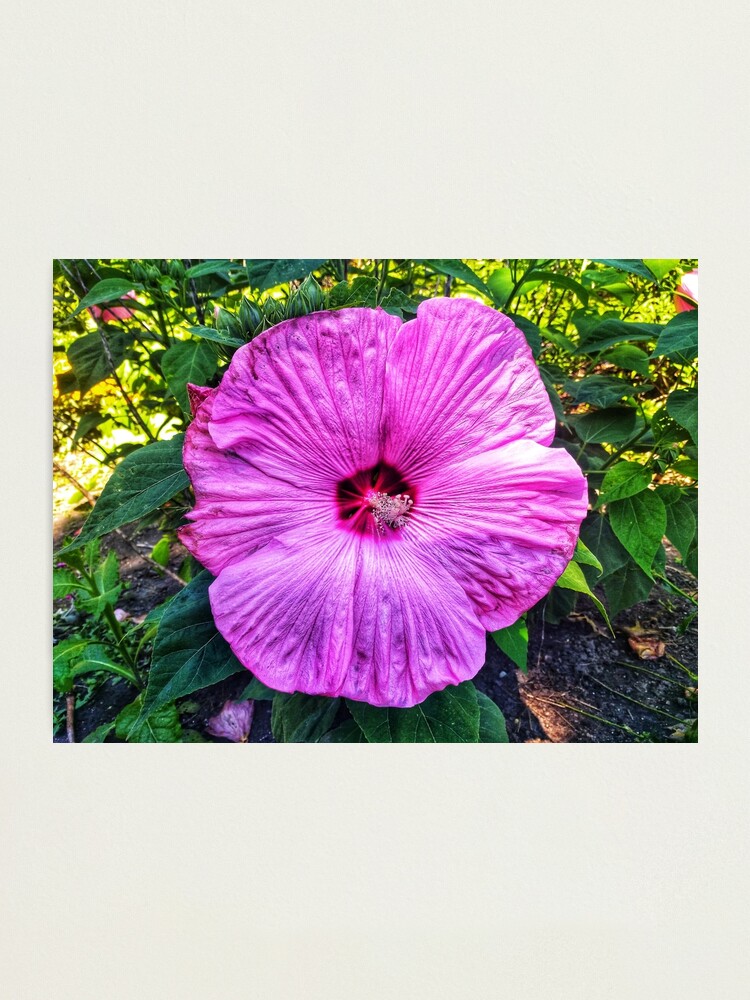 Lámina fotográfica «Flor morada en el jardín» de To-the-T | Redbubble