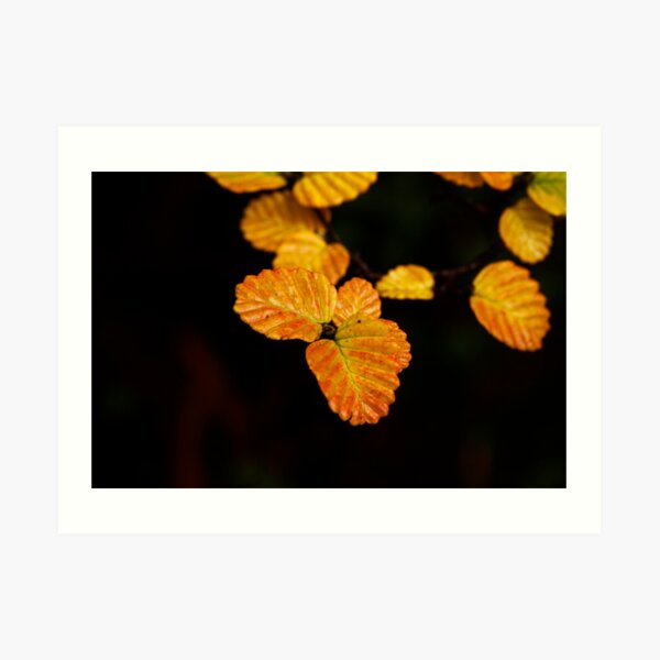 Fagus Week is coming Art Print
