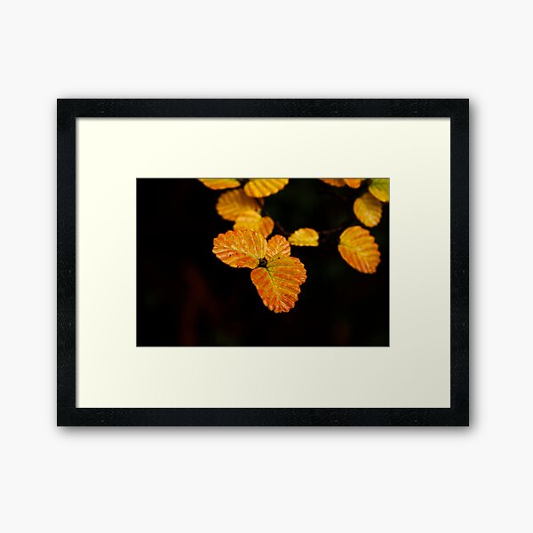 Fagus Week is coming Framed Art Print