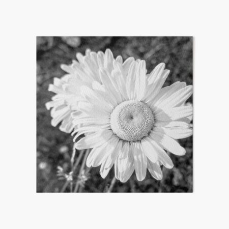 Black and White Daisy Doodle | Art Board Print