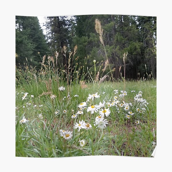 Field of Daisy Poster