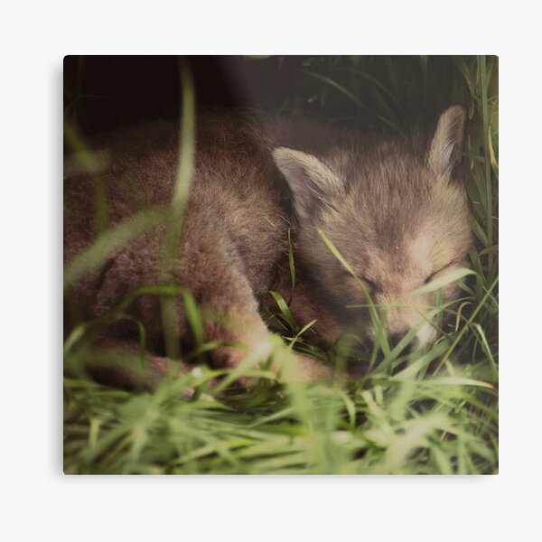 A tiny visitor, asleep in the grass. Metal Print