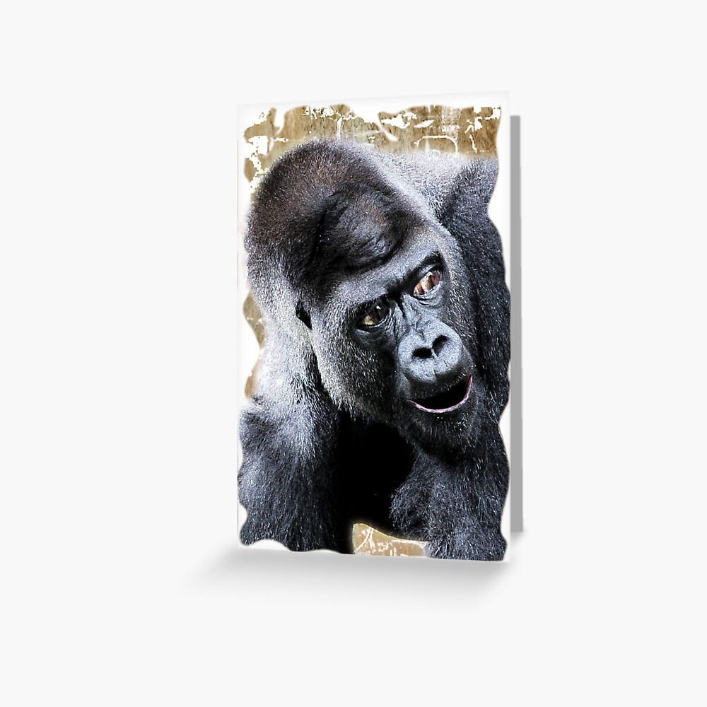 Gorilla Ape Card, Cute Greetings Card, Blank Cards With Envelope, Wildlife  Design Cards, Any Occasion Card, Gorilla Card, Gorilla Gifts -  Norway