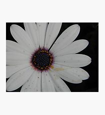 Pristine Photographic Print
