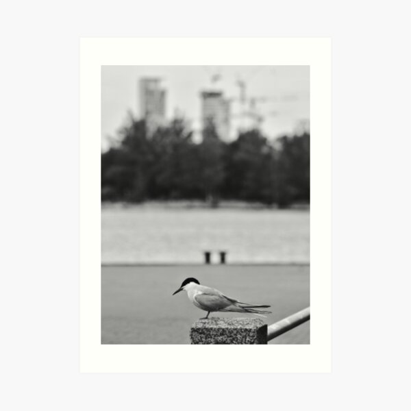 Scouting Art Print